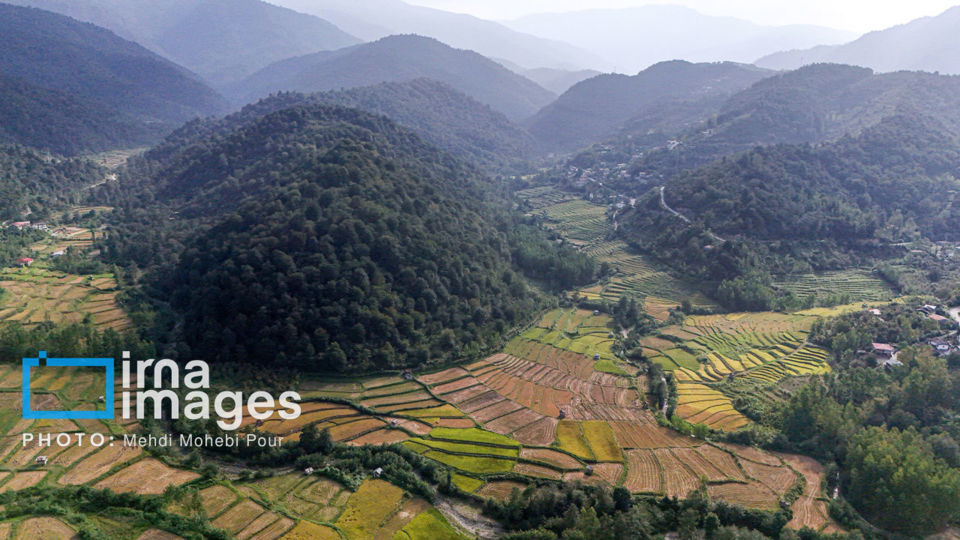 برداشت برنج در ارتفاعات مازندران برداشت برنج در ارتفاعات مازندران