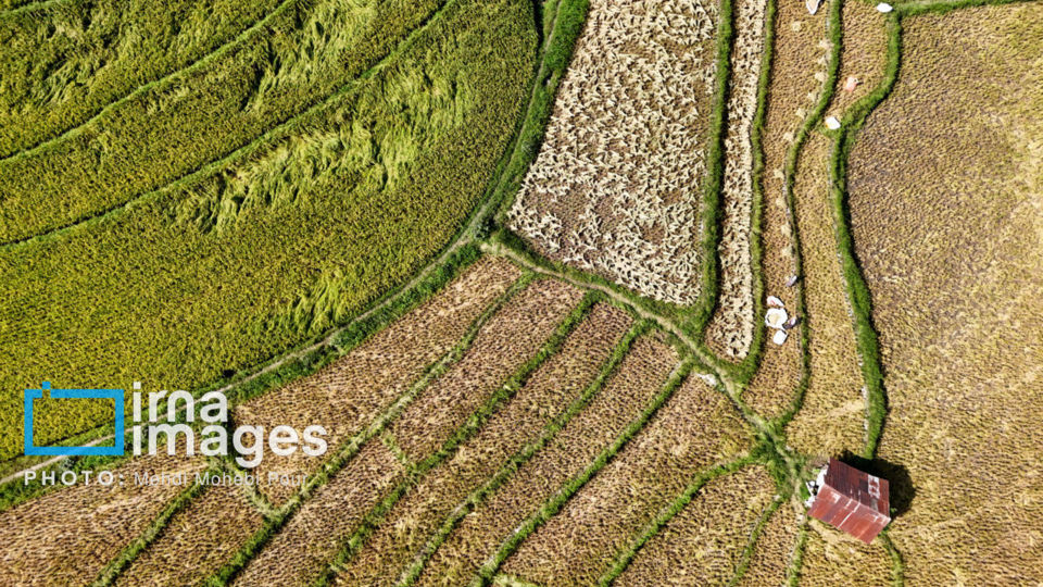 برداشت برنج در ارتفاعات مازندران برداشت برنج در ارتفاعات مازندران