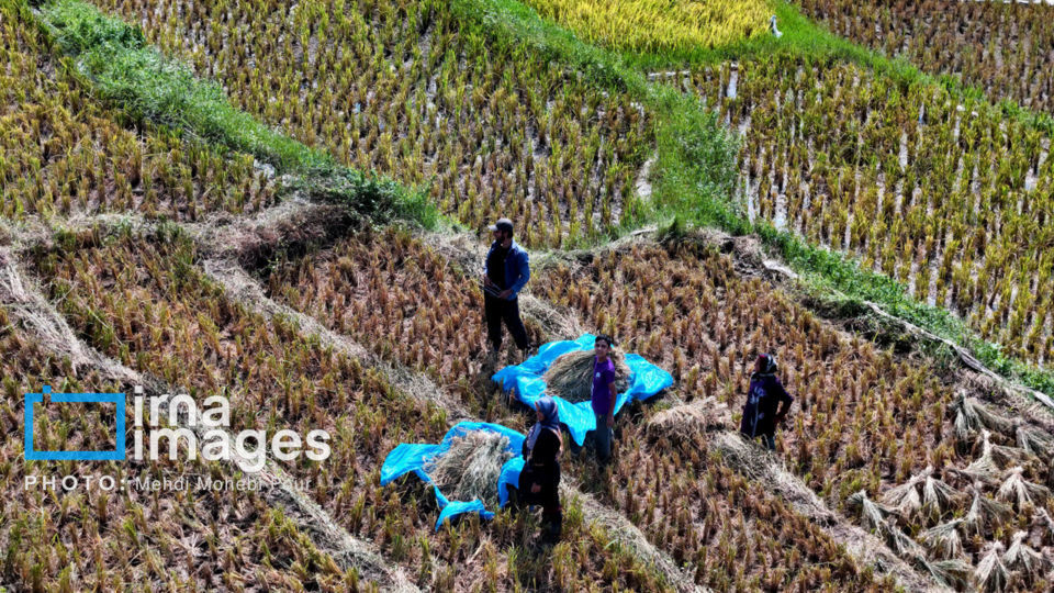 برداشت برنج در ارتفاعات مازندران برداشت برنج در ارتفاعات مازندران