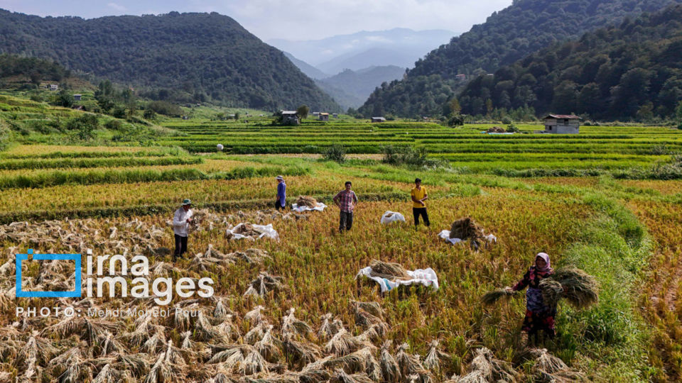 برداشت برنج در ارتفاعات مازندران برداشت برنج در ارتفاعات مازندران