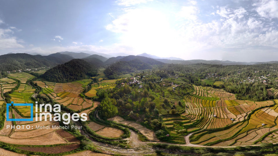 برداشت برنج در ارتفاعات مازندران برداشت برنج در ارتفاعات مازندران