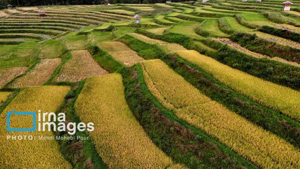 برداشت برنج در ارتفاعات مازندران برداشت برنج در ارتفاعات مازندران