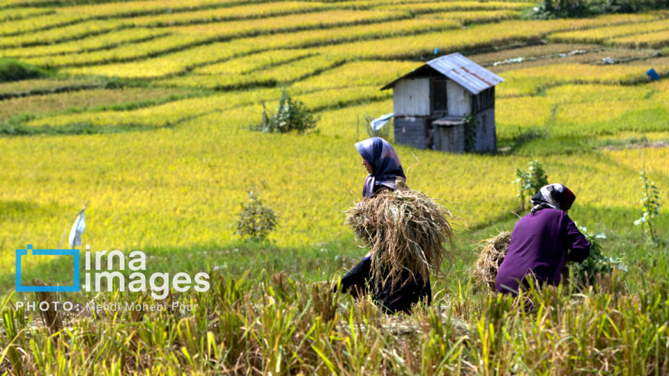 برداشت برنج در ارتفاعات مازندران برداشت برنج در ارتفاعات مازندران
