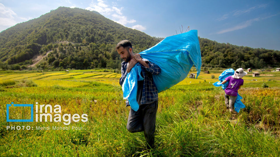 برداشت برنج در ارتفاعات مازندران برداشت برنج در ارتفاعات مازندران