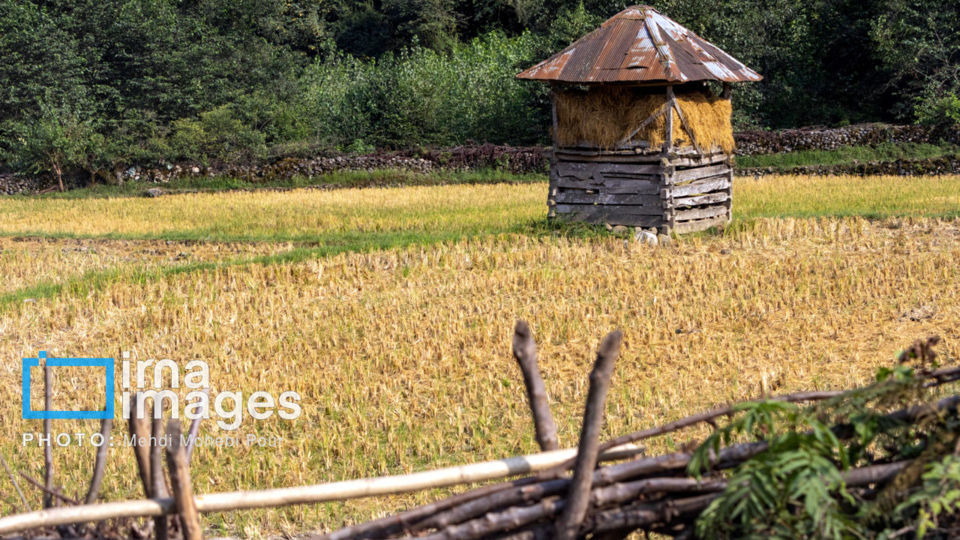 برداشت برنج در ارتفاعات مازندران برداشت برنج در ارتفاعات مازندران