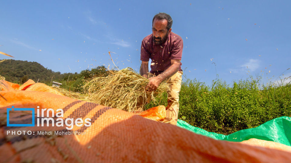 برداشت برنج در ارتفاعات مازندران برداشت برنج در ارتفاعات مازندران