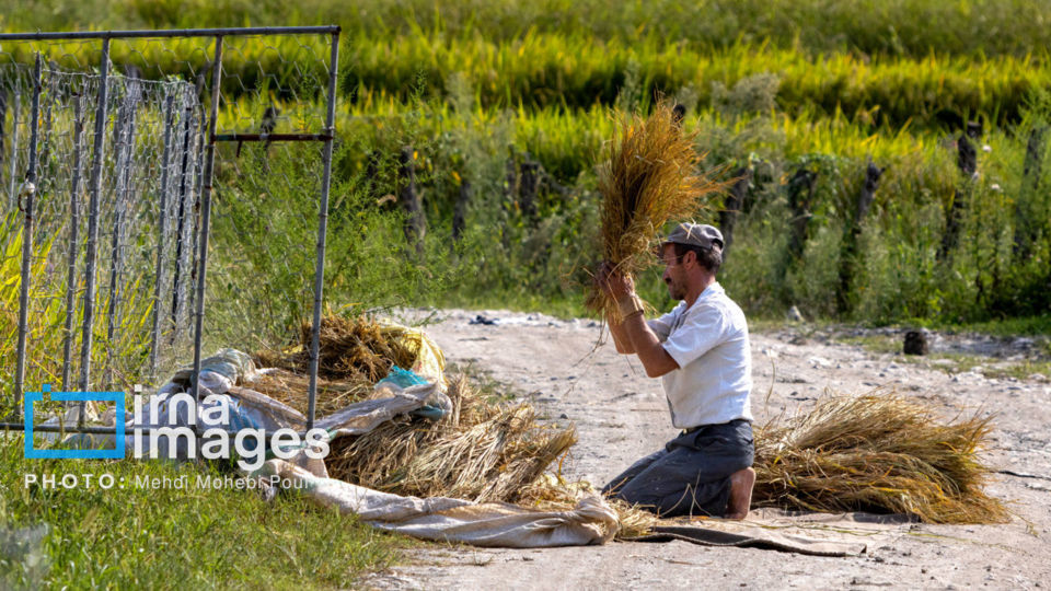 برداشت برنج در ارتفاعات مازندران برداشت برنج در ارتفاعات مازندران