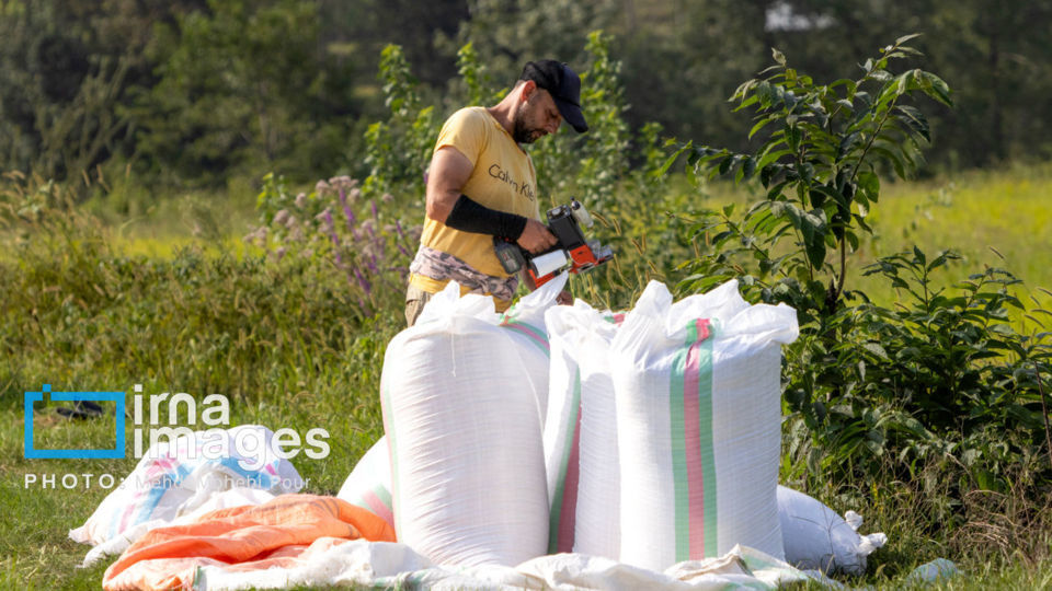 برداشت برنج در ارتفاعات مازندران برداشت برنج در ارتفاعات مازندران