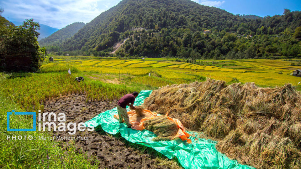 برداشت برنج در ارتفاعات مازندران برداشت برنج در ارتفاعات مازندران