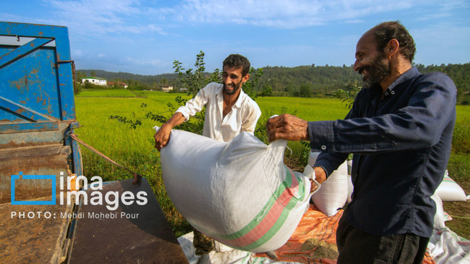 برداشت برنج در ارتفاعات مازندران برداشت برنج در ارتفاعات مازندران