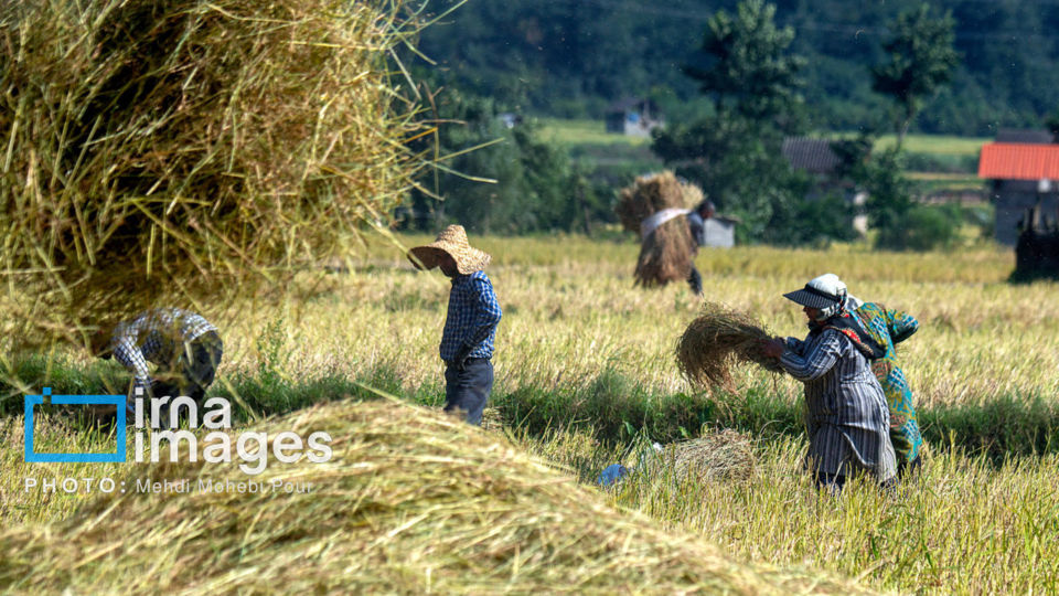برداشت برنج در ارتفاعات مازندران برداشت برنج در ارتفاعات مازندران
