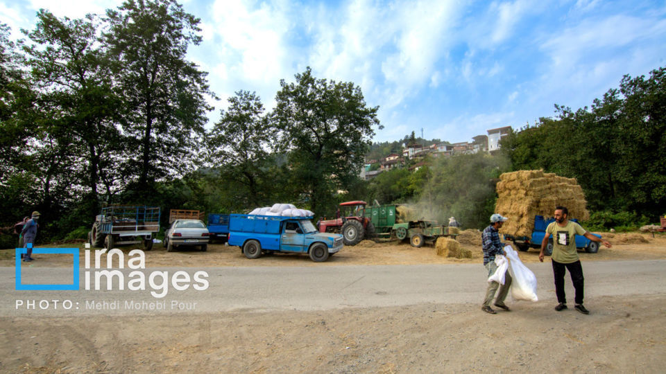 برداشت برنج در ارتفاعات مازندران برداشت برنج در ارتفاعات مازندران