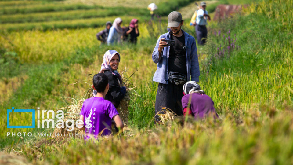 برداشت برنج در ارتفاعات مازندران