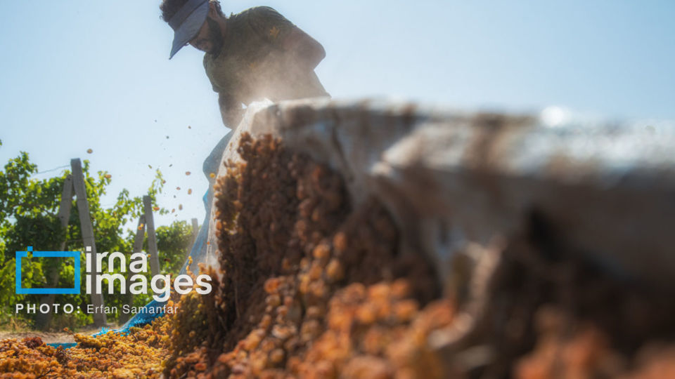 برداشت انگور در شهر تاکستان قزوین