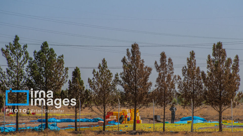 برداشت انگور در شهر تاکستان قزوین