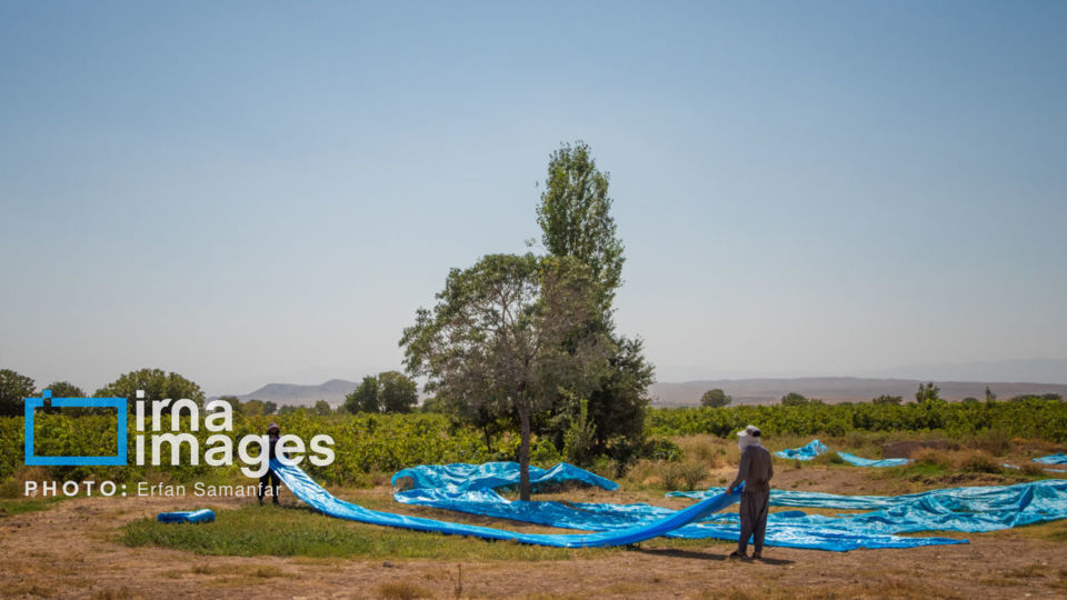 برداشت انگور در شهر تاکستان قزوین