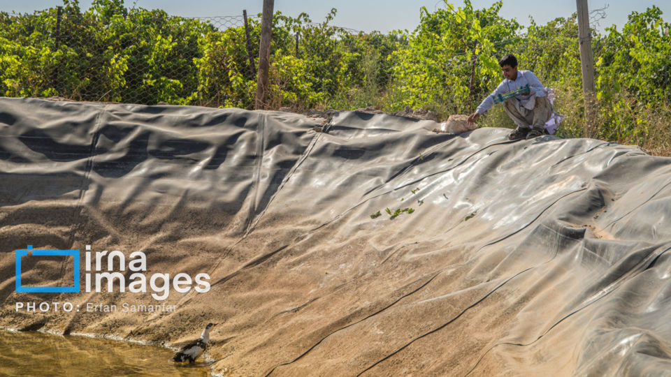 برداشت انگور در شهر تاکستان قزوین