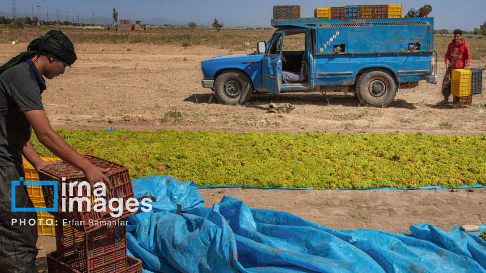 برداشت انگور در شهر تاکستان قزوین