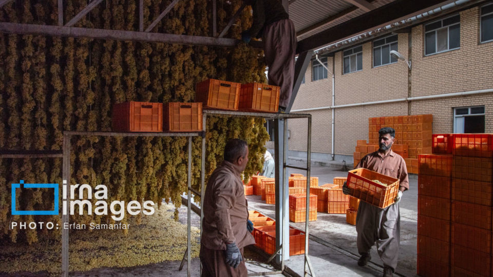 برداشت انگور در شهر تاکستان قزوین