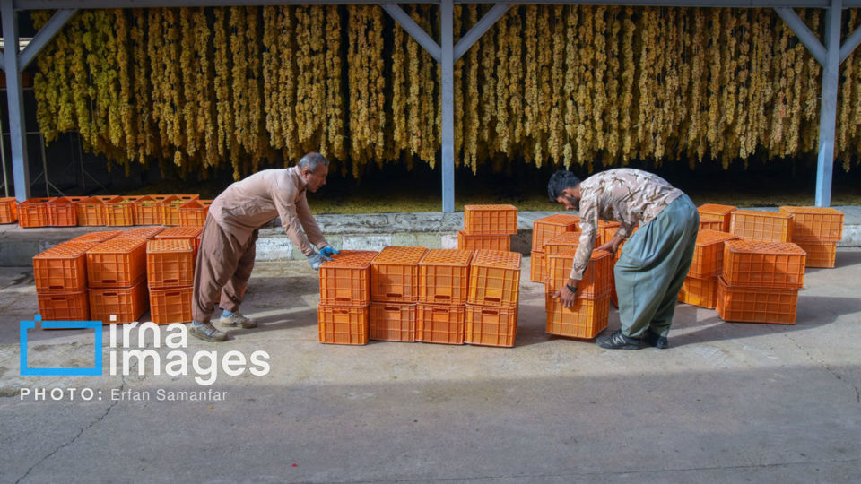 برداشت انگور در شهر تاکستان قزوین