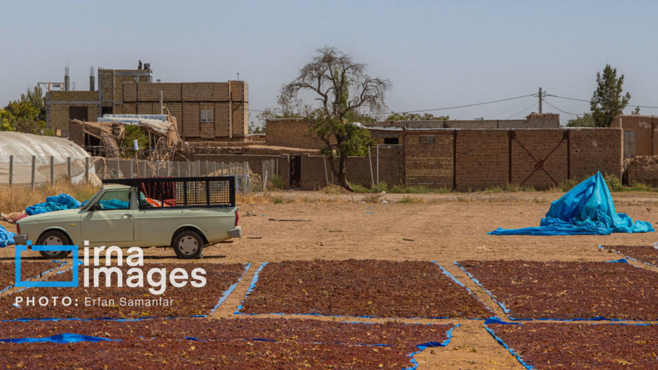 برداشت انگور در شهر تاکستان قزوین