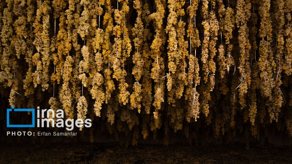 برداشت انگور در شهر تاکستان قزوین