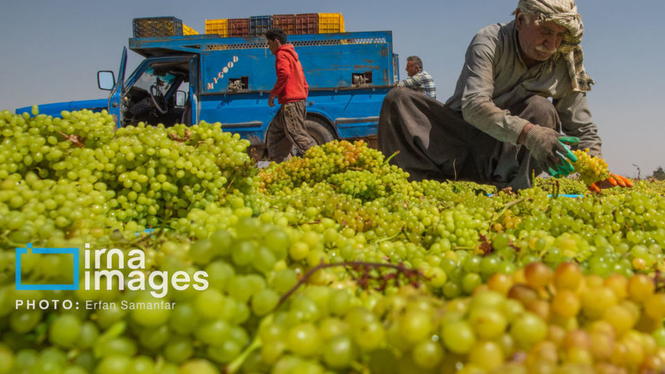 برداشت انگور در شهر تاکستان قزوین