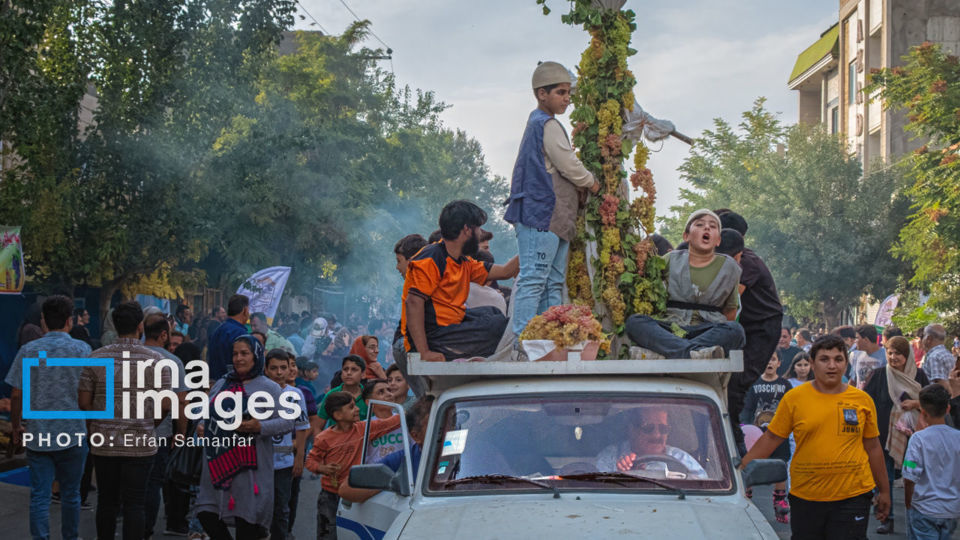 برداشت انگور در شهر تاکستان قزوین