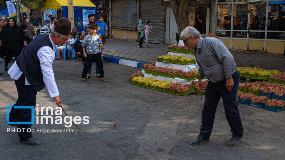 برداشت انگور در شهر تاکستان قزوین