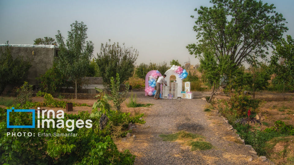 برداشت انگور در شهر تاکستان قزوین