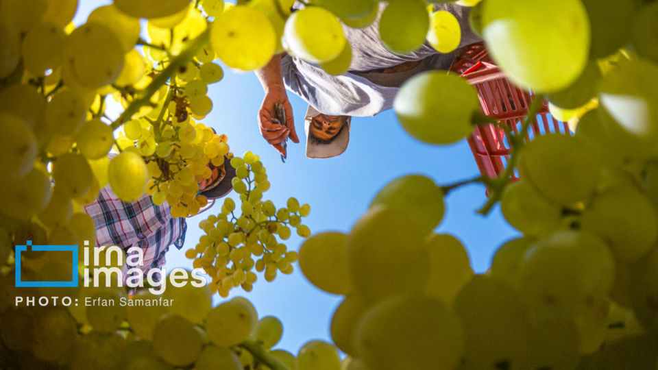 برداشت انگور در شهر تاکستان قزوین