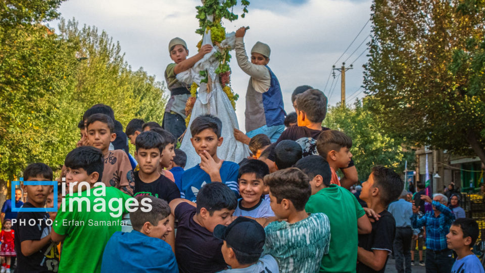 برداشت انگور در شهر تاکستان قزوین