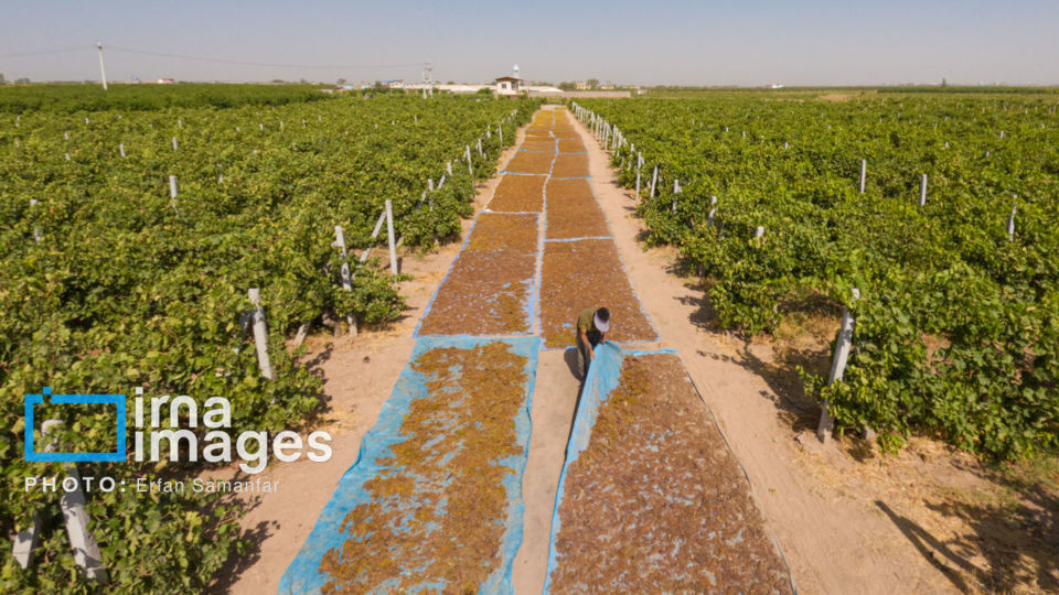 برداشت انگور در شهر تاکستان قزوین