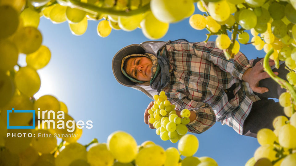 برداشت انگور در شهر تاکستان قزوین