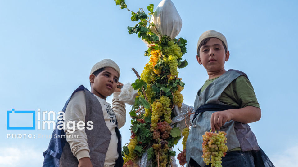 برداشت انگور در شهر تاکستان قزوین