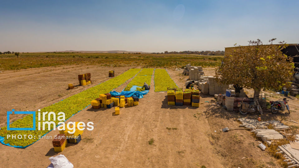 برداشت انگور در شهر تاکستان قزوین