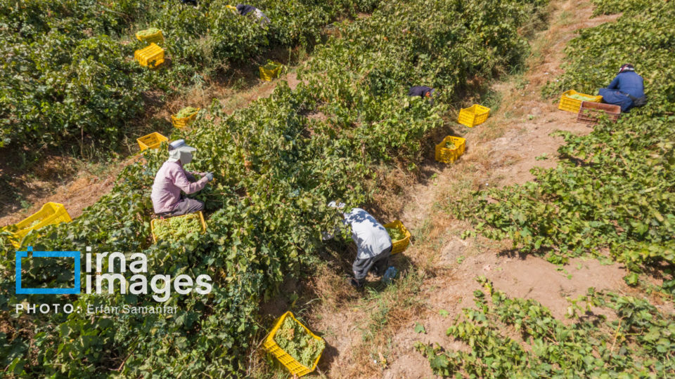 برداشت انگور در شهر تاکستان قزوین