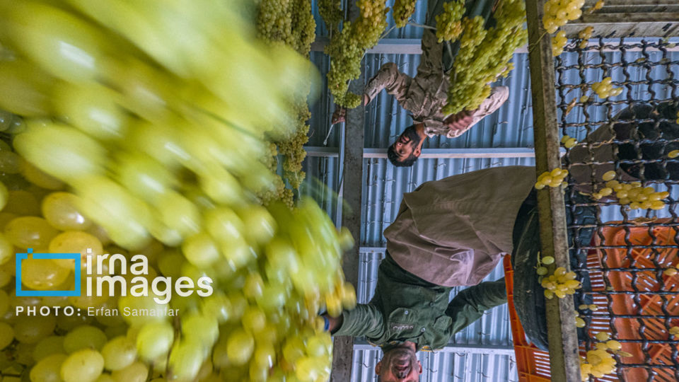 برداشت انگور در شهر تاکستان قزوین