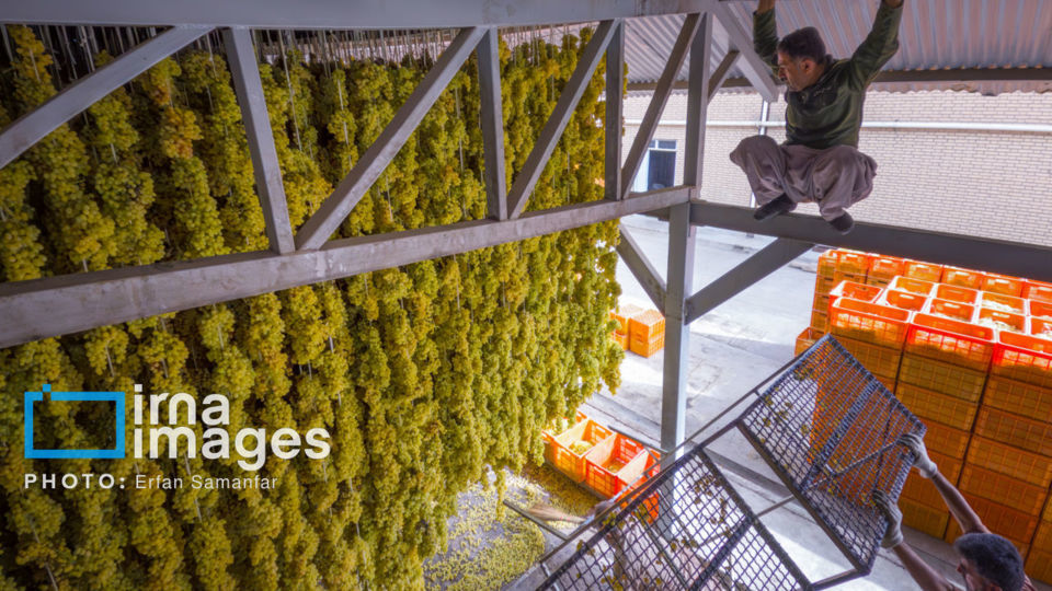 برداشت انگور در شهر تاکستان قزوین