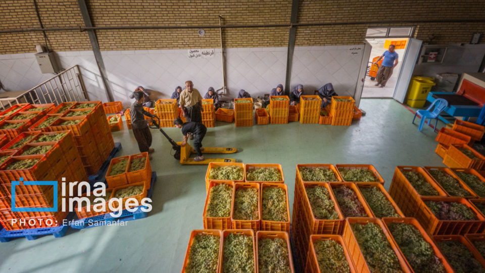 برداشت انگور در شهر تاکستان قزوین