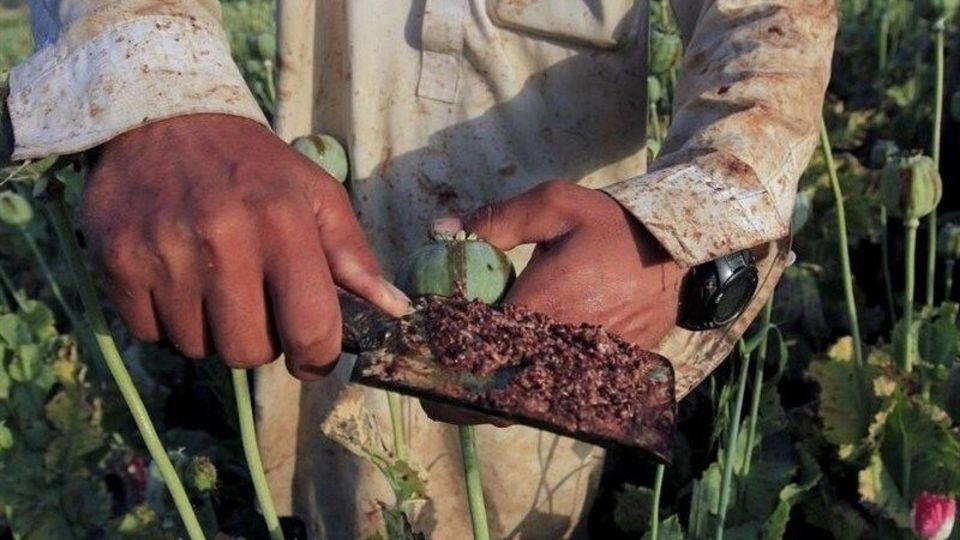 تضمین دولت درباره «کِشت بدون نَشت خشخاش» چیست؟ تضمین دولت درباره «کِشت بدون نَشت خشخاش» چیست؟