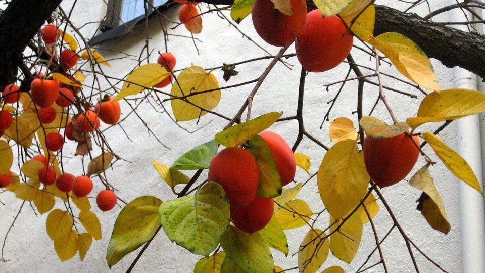 میوه خوشمزهای که میتواند باعث انسداد روده شود میوه خوشمزهای که میتواند باعث انسداد روده شود