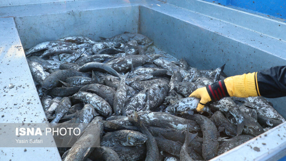 صید پره؛ سنت دیرین صیادان خزر