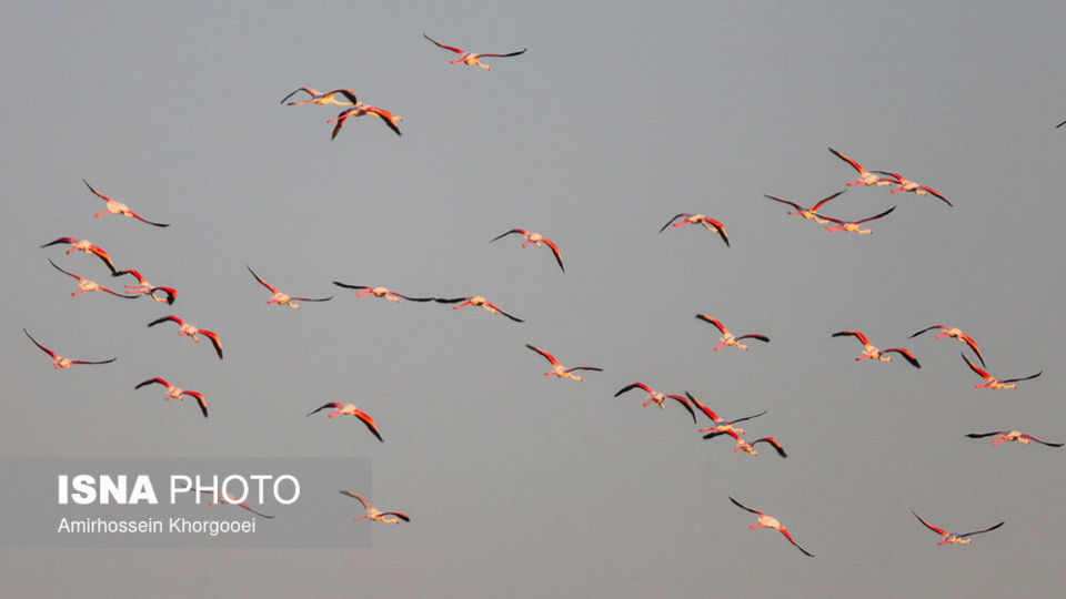 فلامینگوها میهمان آب‌های گرم خلیج فارس