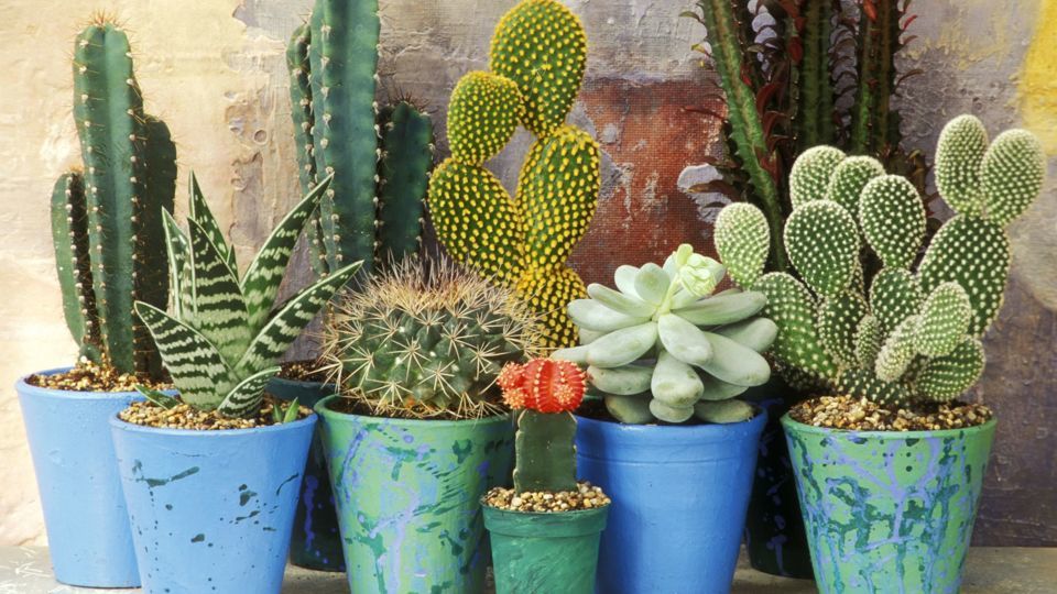 گیاهی که تشعشعات وای فای را جذب میکند گیاهی که تشعشعات وای فای را جذب میکند