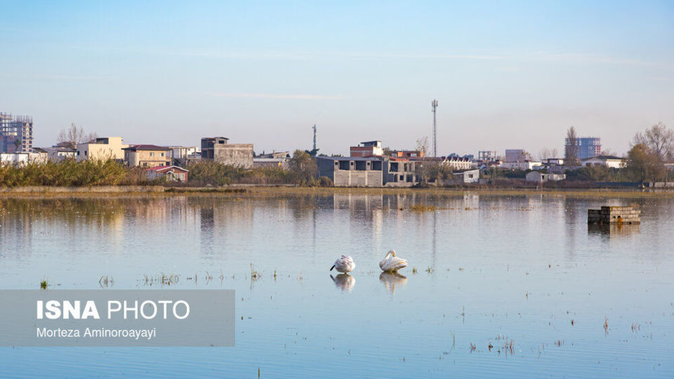 وقتی تالاب می‌میرد