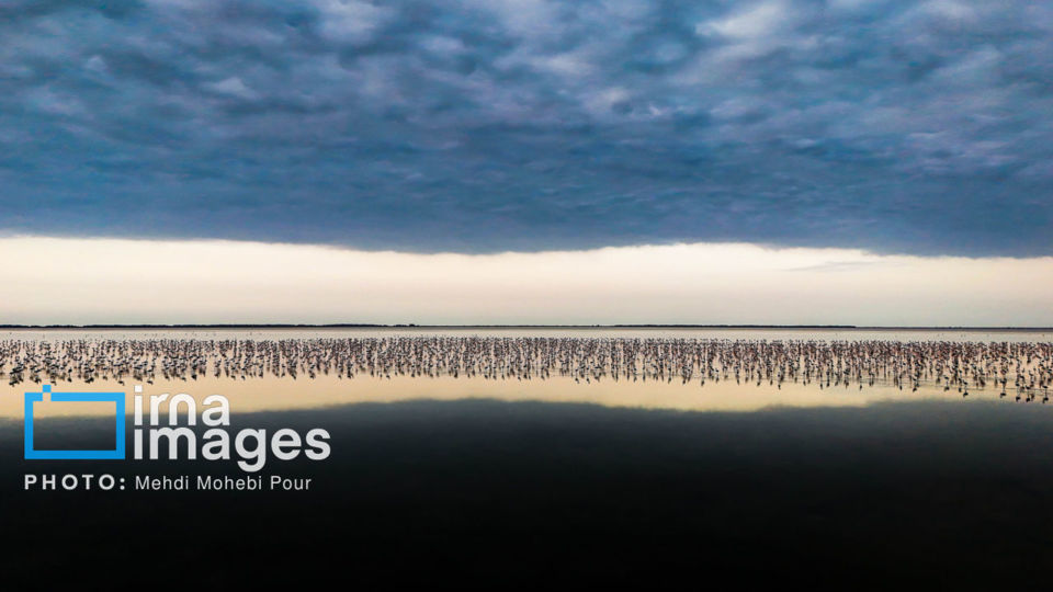 پرندگان مهاجر