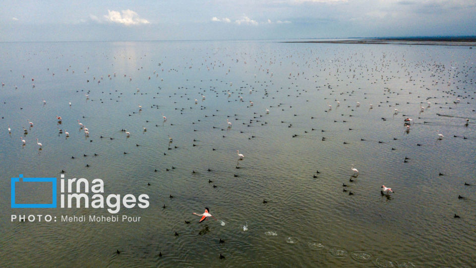 پرندگان مهاجر