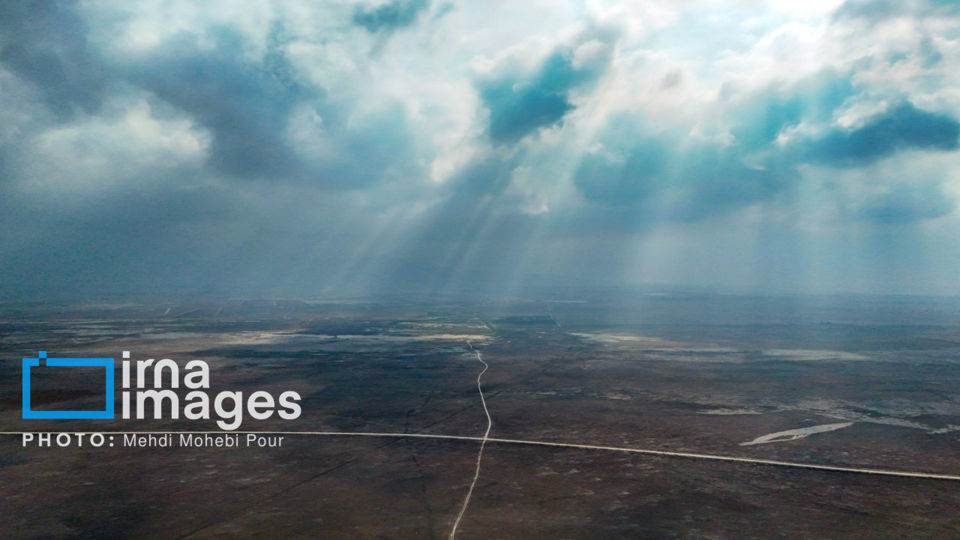 پرندگان مهاجر