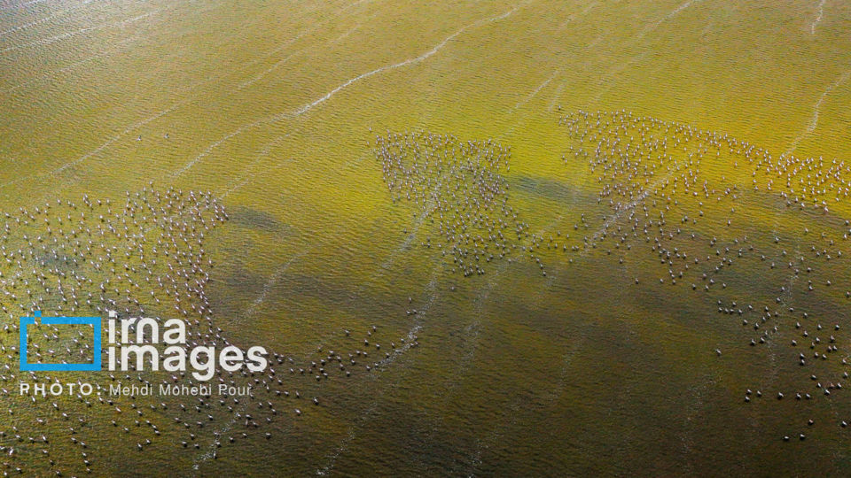 پرندگان مهاجر